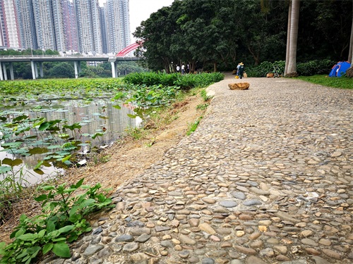 洪湖公园,位于深圳市罗湖区,是一个以荷花为主题,属市级公园。