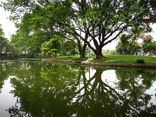 洪湖公园,位于深圳市罗湖区,是一个以荷花为主题,属市级公园。