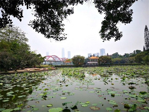 洪湖公园,位于深圳市罗湖区,是一个以荷花为主题,属市级公园。