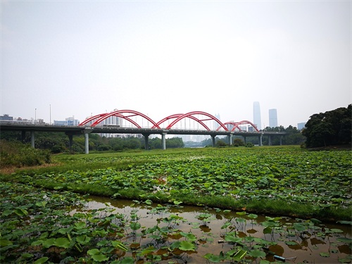 洪湖公园,位于深圳市罗湖区,是一个以荷花为主题,属市级公园。