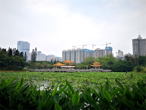 洪湖公园,位于深圳市罗湖区,是一个以荷花为主题,属市级公园。
