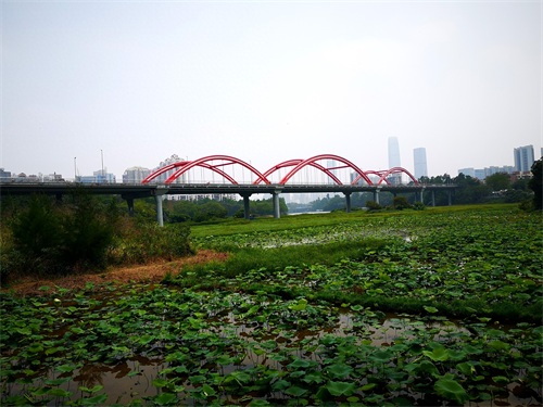 洪湖公园,位于深圳市罗湖区,是一个以荷花为主题,属市级公园。