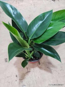 ​大叶金钻绿公主养殖宝典：方法与注意事项