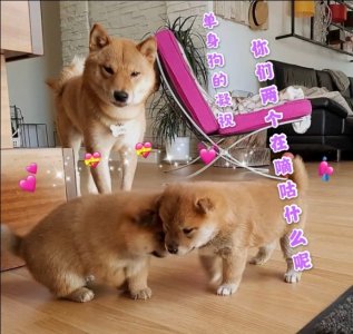 ​表情包 | 老实巴交，不敢出声