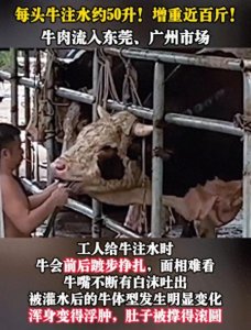 ​2023居然还有注水牛肉？活牛2分钟被强行灌水近50升！