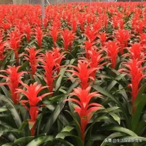 ​3种以“红”取名的花卉，名字寓意都很好，是送新领导的最佳选择