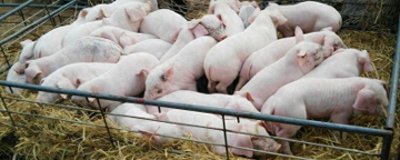 ​室内特色养殖项目有哪些，投资不大效益好的