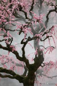 ​中国最帅和尚主持的普安禅寺龙梅惊动了中国国家地理，千万别错过