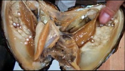 ​吃生蚝被珍珠硌牙 揭秘：珍珠是怎样形成的？