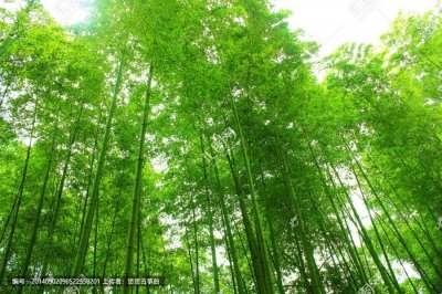 ​竹解心虚即我师-白居易咏竹诗赏析