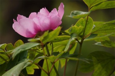 ​彭州丹景山：蜀中牡丹圣地