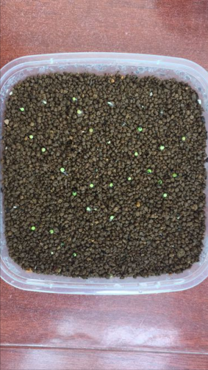 岩牡丹的养殖方法（关于岩牡丹属播种养护方法分享）