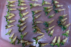 岩牡丹的养殖方法（关于岩牡丹属播种养护方法分享）