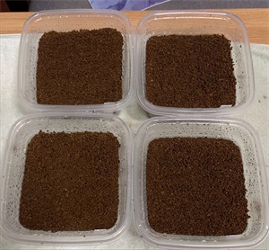 岩牡丹的养殖方法（关于岩牡丹属播种养护方法分享）