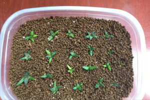 岩牡丹的养殖方法（关于岩牡丹属播种养护方法分享）