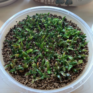 岩牡丹的养殖方法（关于岩牡丹属播种养护方法分享）