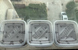 岩牡丹的养殖方法（关于岩牡丹属播种养护方法分享）