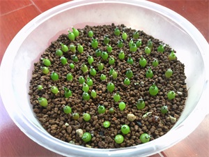 岩牡丹的养殖方法（关于岩牡丹属播种养护方法分享）