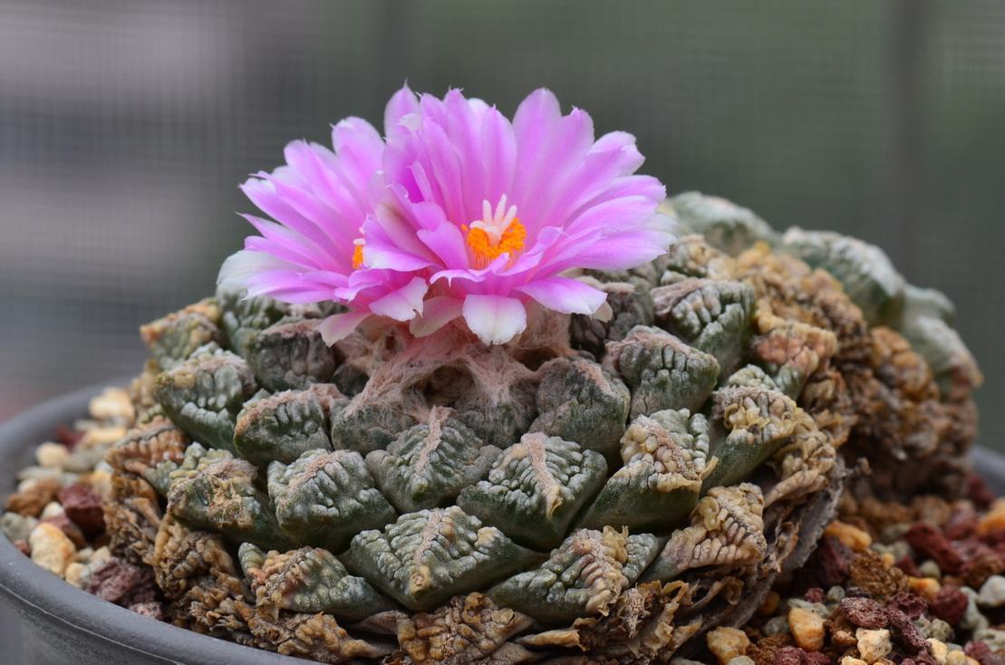 岩牡丹的养殖方法（关于岩牡丹属播种养护方法分享）