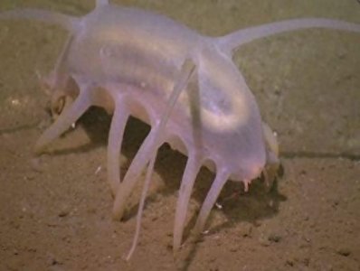 ​猪很长见，但是被称为“渤海河神”的海猪你们见过吗？