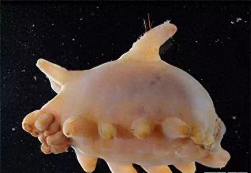 猪很长见，但是被称为“渤海河神”的海猪你们见过吗？