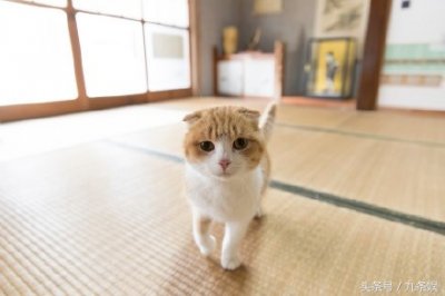 ​手游《猫咪后院》真人版大电影《猫咪后院之家》加长版预告片曝光