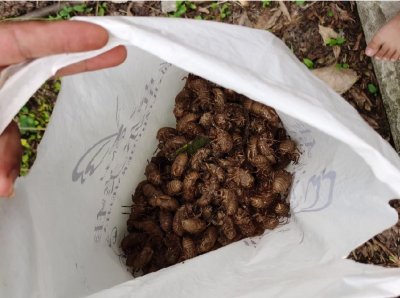 ​蝉蜕价格飞涨每公斤近千元？与大量蝉被食用有关