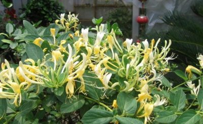 ​3种价值极高的漂亮花，可观赏可药用，退休老人都爱养一盆