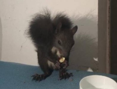 ​办公楼里突然来了一只黑色松鼠，原来是个“魔王”