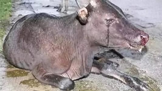 当老牛下跪流泪的那一瞬间，你们会手下留情吗