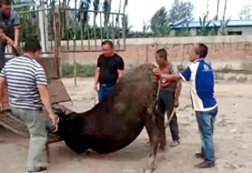 当老牛下跪流泪的那一瞬间，你们会手下留情吗