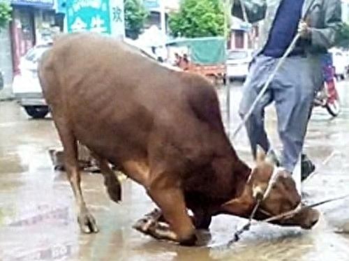 当老牛下跪流泪的那一瞬间，你们会手下留情吗