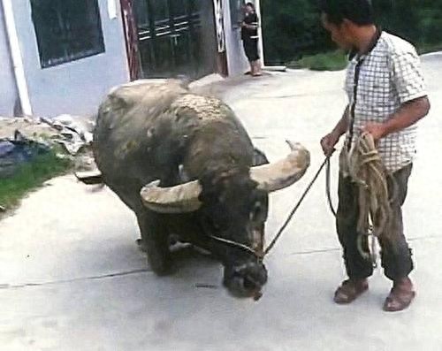 当老牛下跪流泪的那一瞬间，你们会手下留情吗