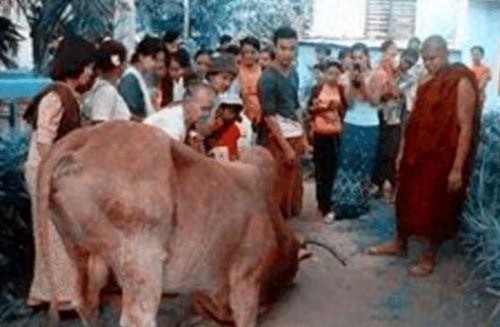 当老牛下跪流泪的那一瞬间，你们会手下留情吗