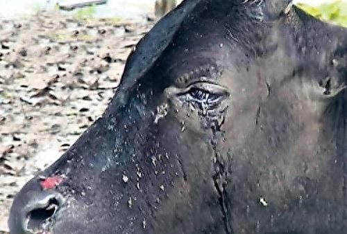 当老牛下跪流泪的那一瞬间，你们会手下留情吗