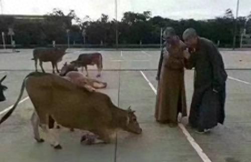 当老牛下跪流泪的那一瞬间，你们会手下留情吗