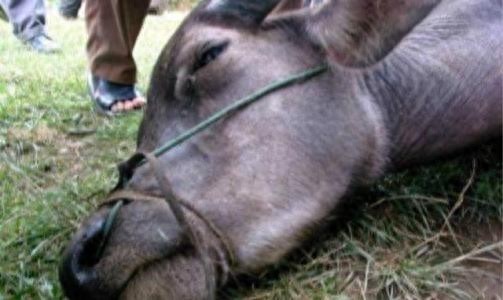 当老牛下跪流泪的那一瞬间，你们会手下留情吗