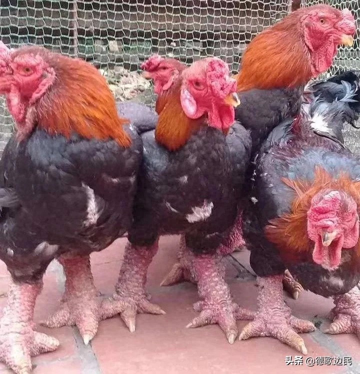 越南东涛鸡：凤爪大如人手 价值上万

