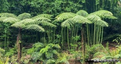 ​8种国家一级重点保护野生植物
