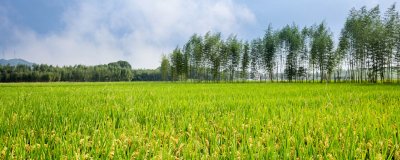 ​东北一垧等于多少亩地