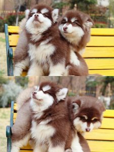 ​阿拉斯加犬的性格是怎样