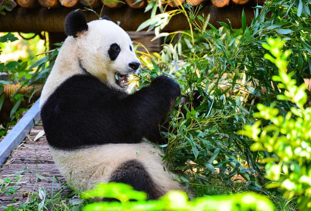 济南旅游攻略动物园（国庆假期去哪玩）(3)