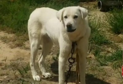 ​狗界的“三姓家奴”，大白三易其主