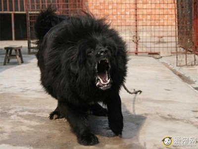 ​被黑心狗贩注射狂犬病毒打造的獒王：鬼脸獒，真有那么凶悍？