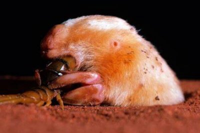 ​北袋鼹:一种长有育儿袋的鼹鼠_只生计在澳洲陆地