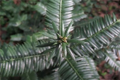 ​台湾三尖杉：树皮平滑（喜海拔较高的区域）