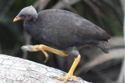 ​马利冢雉:一种无法孵蛋的雉鸟_让蛋埋在地下自生自灭