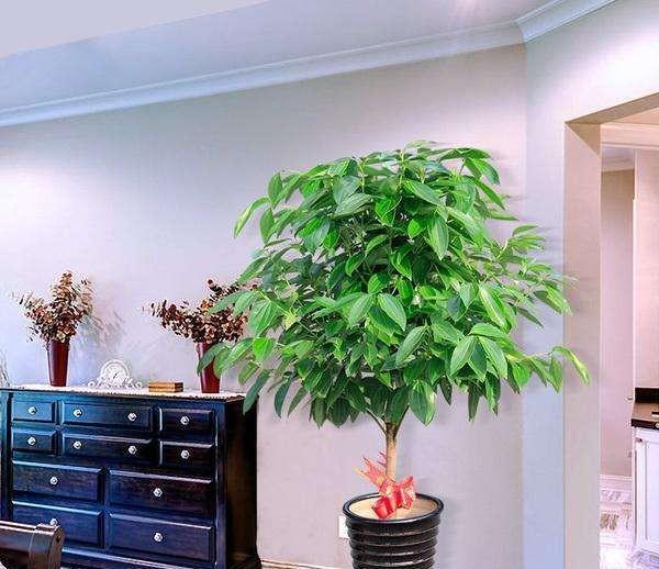 平安树叶子发黄还带斑点，该怎么养护？