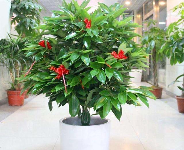 平安树叶子发黄还带斑点，该怎么养护？