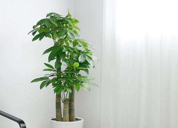 平安树叶子发黄还带斑点，该怎么养护？